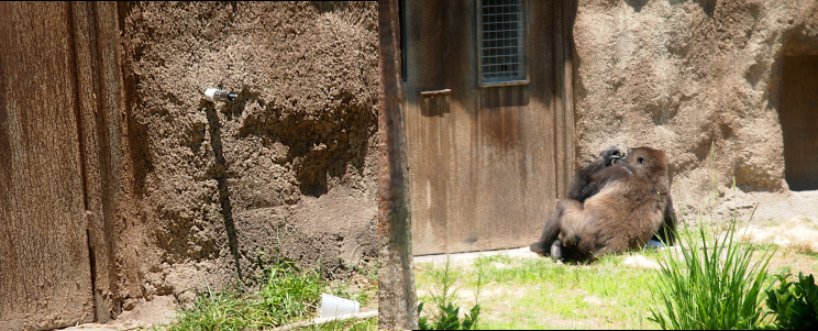 [Two photos are spliced together. On the left is a close view of a short pipe sticking out of a stone wall beside a door. On the right is the gorilla sitting on the ground with her hand around the pipe and her face at the end. It appears one pushes the inner section to open the water flow.]